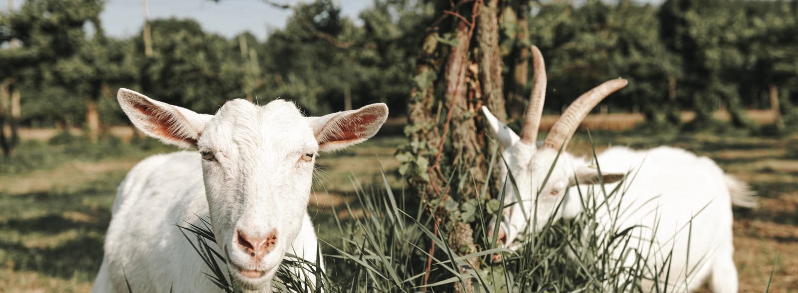 Amici animali